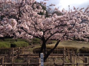 sakura