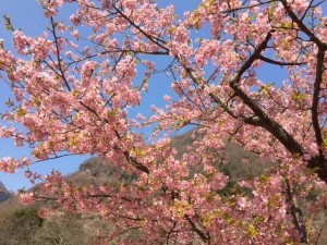 川津桜