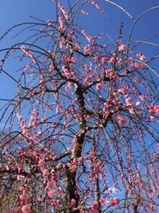 枝垂桜